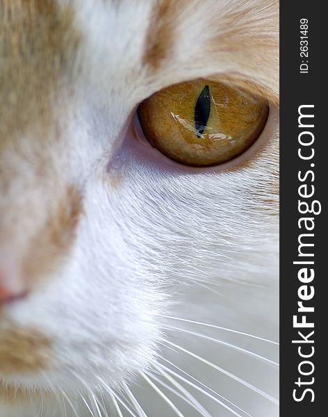Close up of a cats eye. Close up of a cats eye