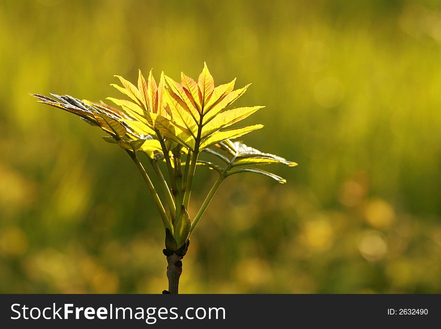 New green leafs during spring