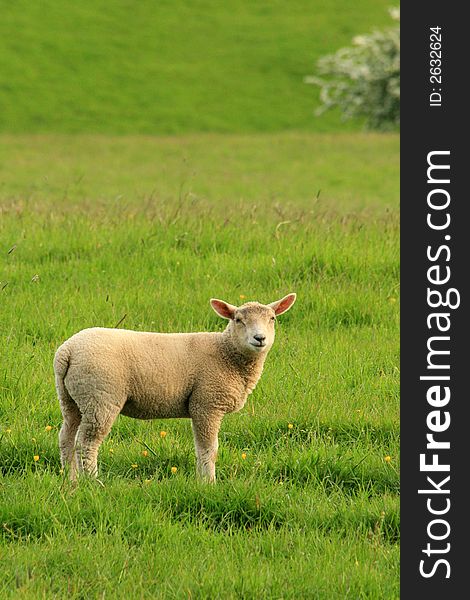 Baby Lambs in a field