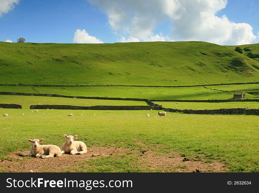 Sheep in the landscape sitting in a field
