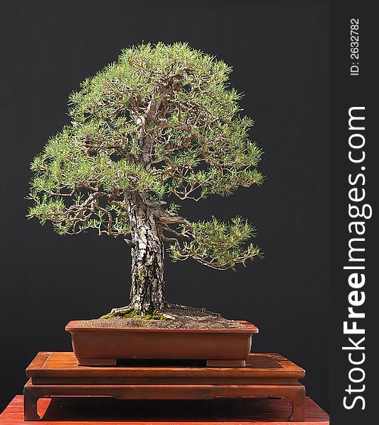 Scots pine bonsai