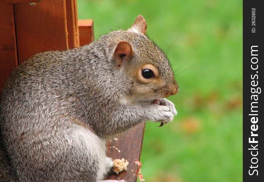 A squirrel sitting on a bird table
