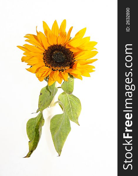 An isolated sunflower against a white background