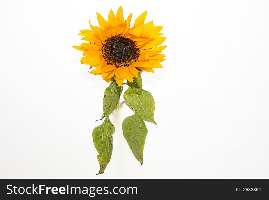 An isolated sunflower against a white background