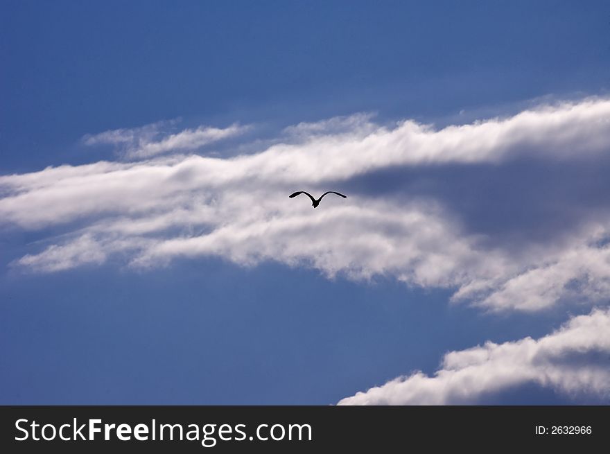Silhouette silver heron on heaven. Silhouette silver heron on heaven