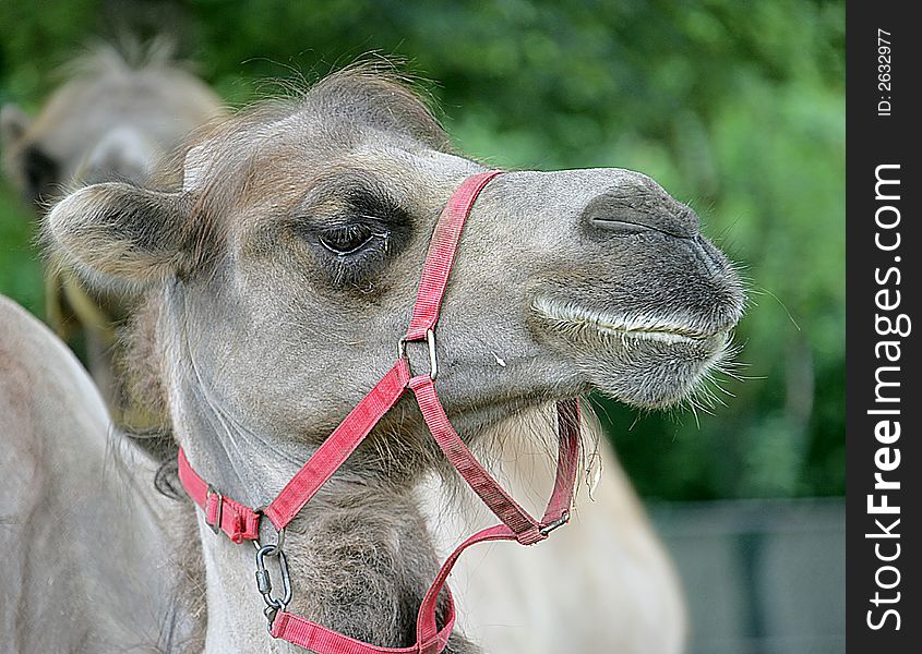 Bactrian camel 3