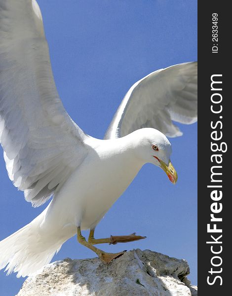 A seagull landing on rock with bright blue sky in background