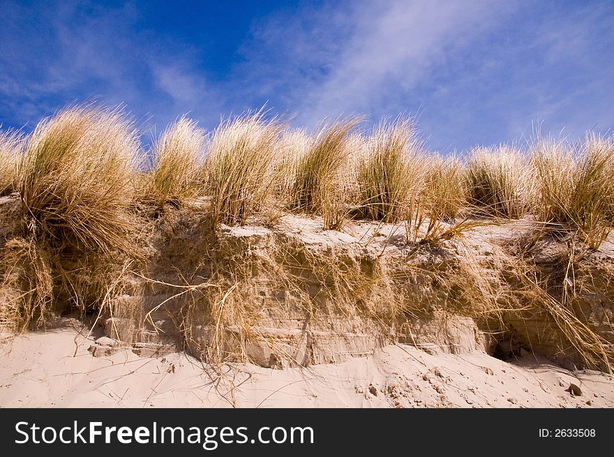 Dry grass at a beach, Netherlands. Dry grass at a beach, Netherlands