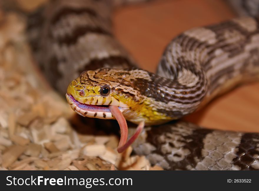 A Corn Snake Eating A Mouse.