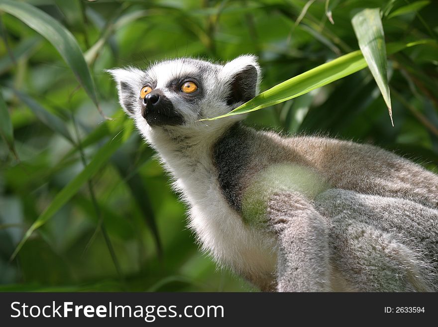 Alerted young catta observing the trees around. Alerted young catta observing the trees around