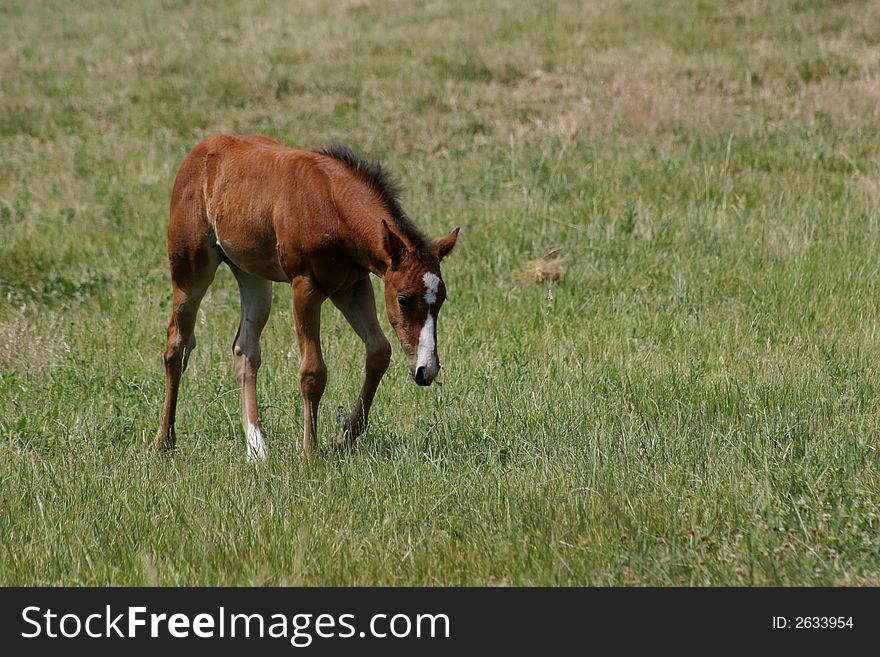 New foal walking slowly through pasture following his mother from a distance