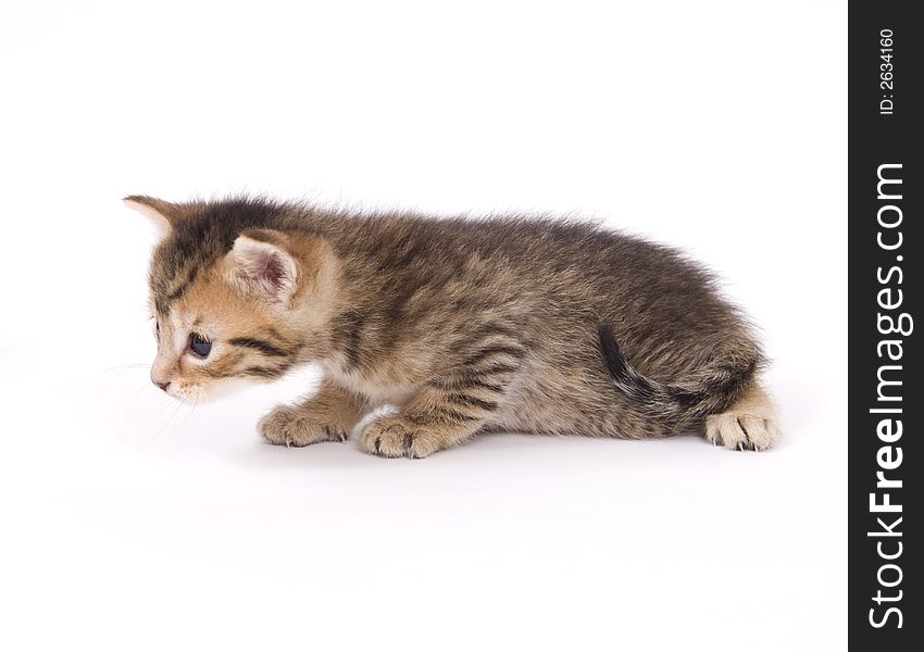 A small kitten sitting on a white background. A small kitten sitting on a white background