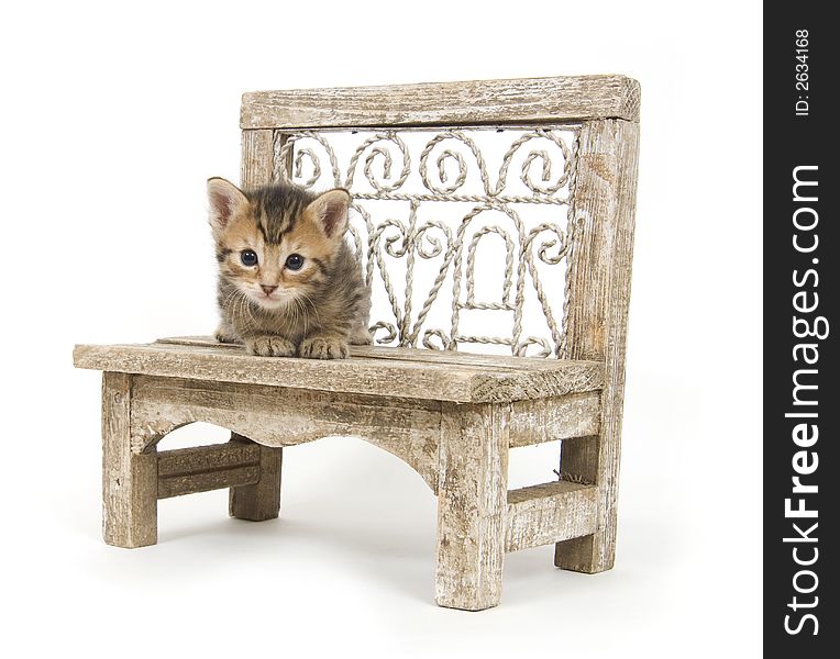 A kitten rests on a bench on a white background. A kitten rests on a bench on a white background