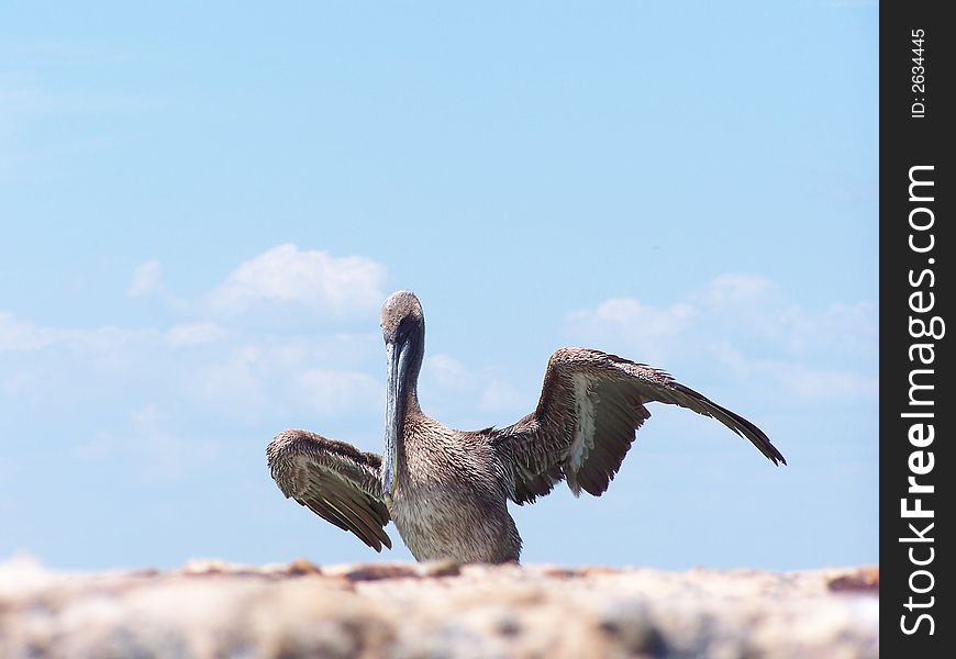 Pelican in Florida with wings spread out. Pelican in Florida with wings spread out.