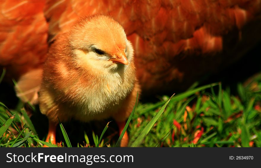 Aracauna chick freshly hatched and soaking in the sun. Aracauna chick freshly hatched and soaking in the sun