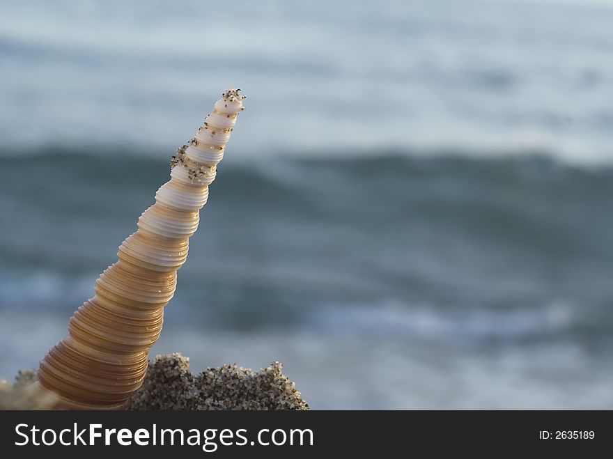 Shell In The Beach