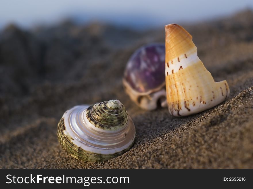 Group of colored shell in the sand. Group of colored shell in the sand.