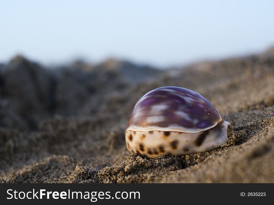 Shell In The Beach