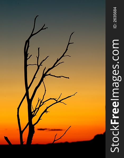 Desert tree silhouette on sunset