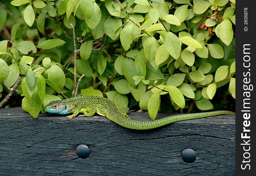 A green lizard finds anonymity from some like colored leaves. A green lizard finds anonymity from some like colored leaves