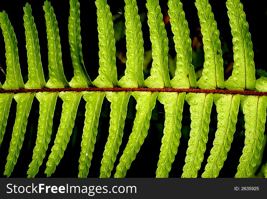 Macro of a fern leaf frond. Macro of a fern leaf frond