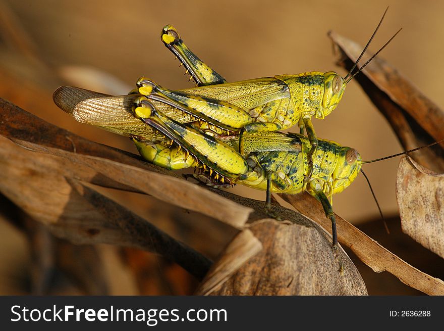 Grass hopper mating in the garden