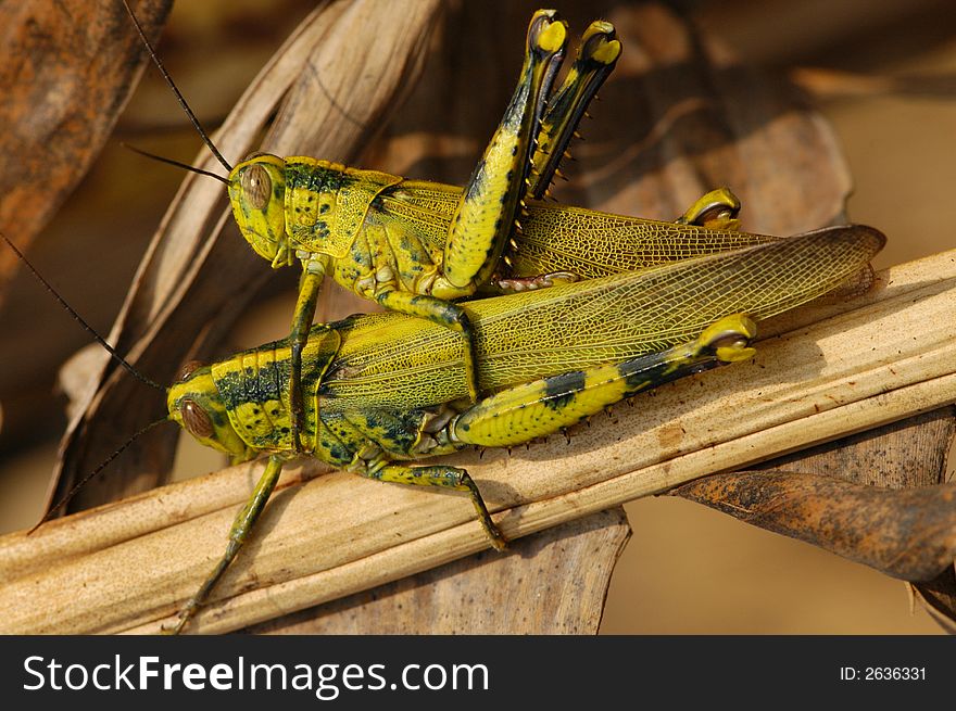 Grasshopper mating in the garden