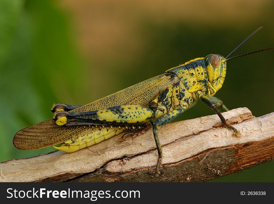 Brown color grasshopper in the garden
