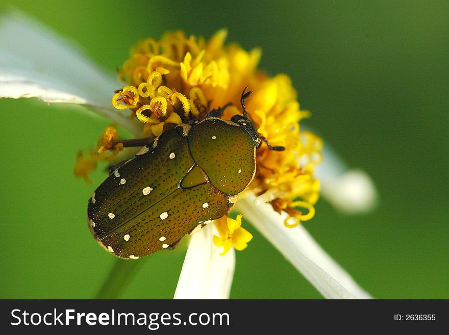 Beautiful Beetle And Flowers