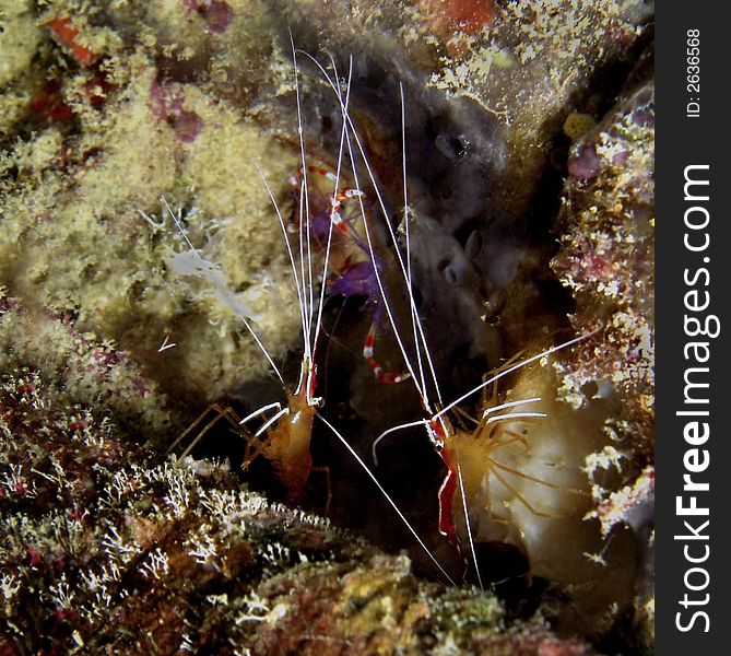 Commonly known as white-banded cleaner shrimp. This species is very tame towards divers. Commonly known as white-banded cleaner shrimp. This species is very tame towards divers.