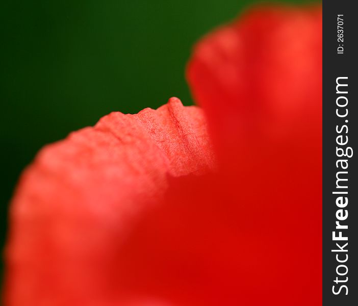 Petals of a red poppy flower