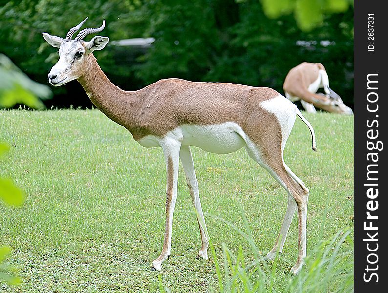 Portrait of nice Mhorr gazelle. Portrait of nice Mhorr gazelle