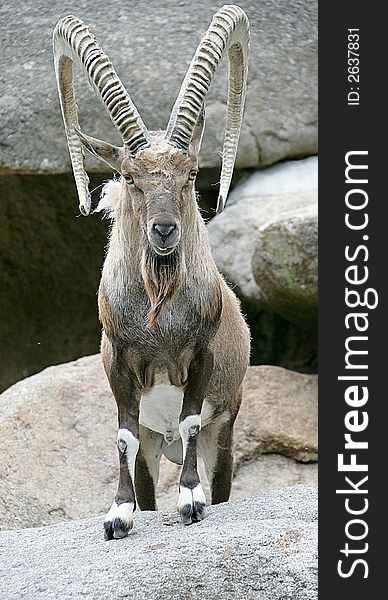 Portrait of nice nubian ibex. Portrait of nice nubian ibex