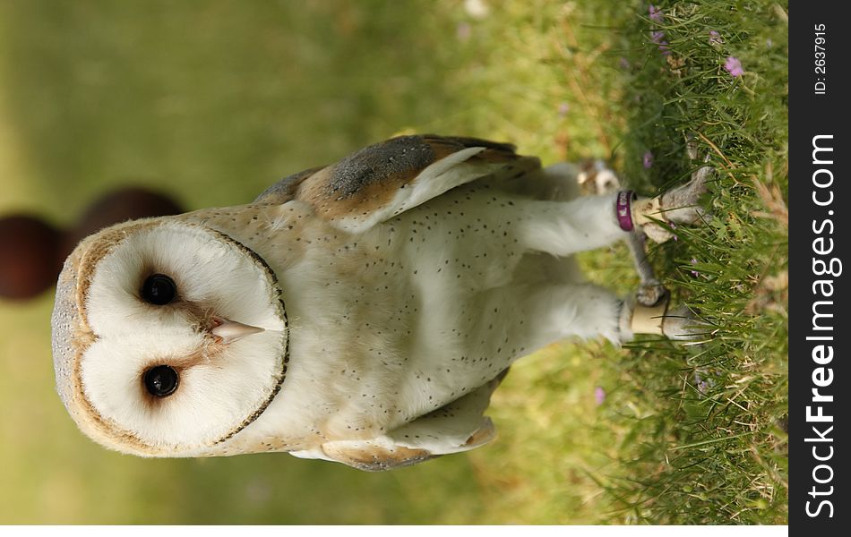 Veil owl klein auheim, germany