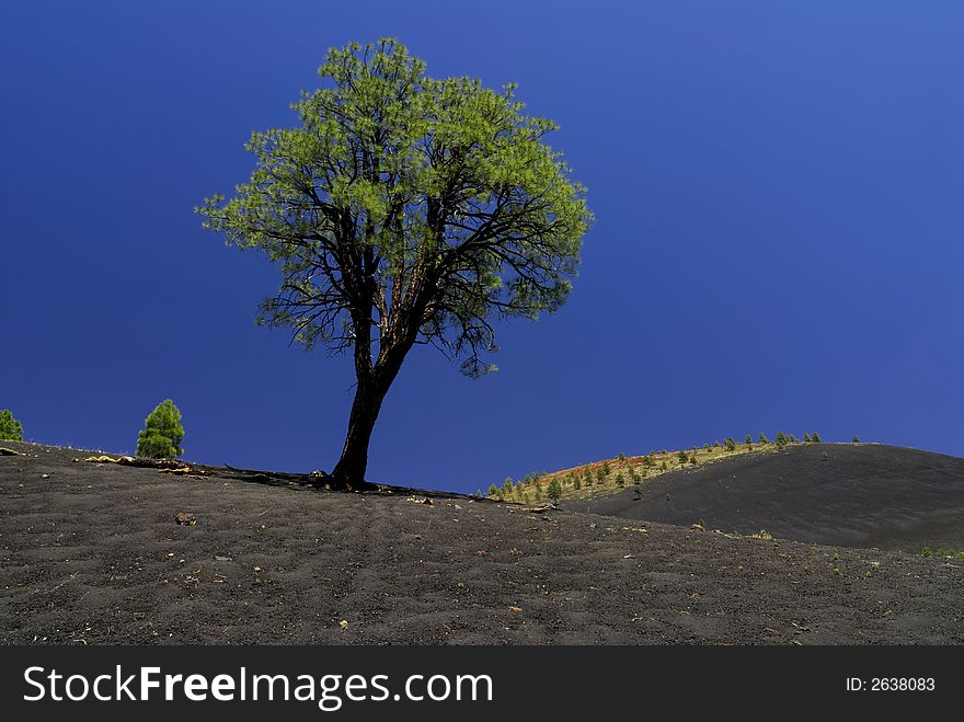 A tree grows against the stark background of a black lava field at Sunset Crater Volcano against a blue Arizona sky. A tree grows against the stark background of a black lava field at Sunset Crater Volcano against a blue Arizona sky