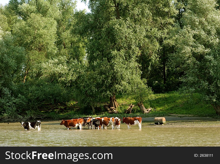 Herd of cows standing in a river on a hot day. Herd of cows standing in a river on a hot day