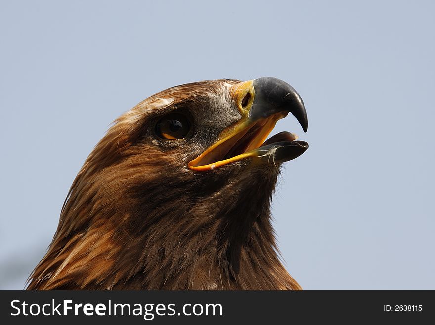 View of a robbery bird