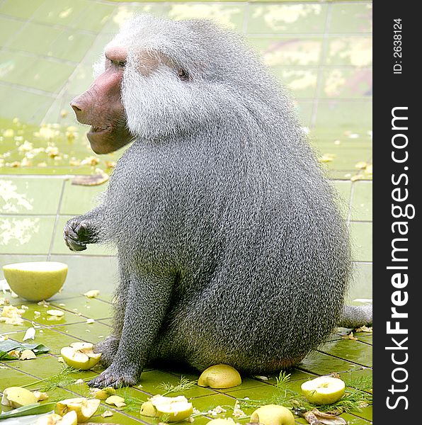 Old leader of baboon herd. Old leader of baboon herd