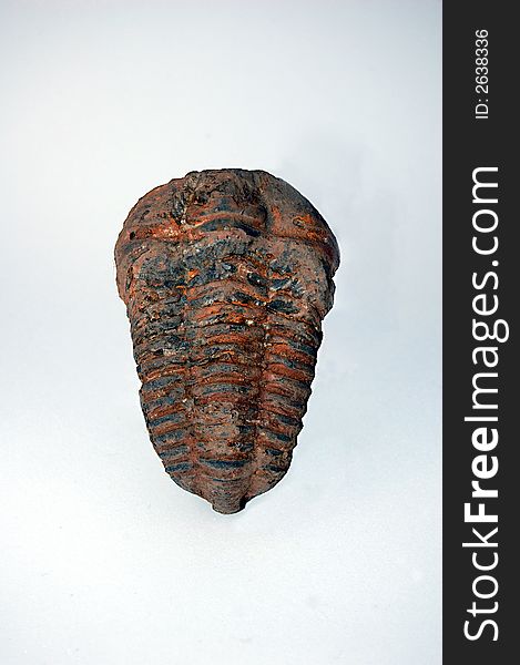 Fossilized Trilobite Phacops a three lobed sea creature not unlike our current day lobster