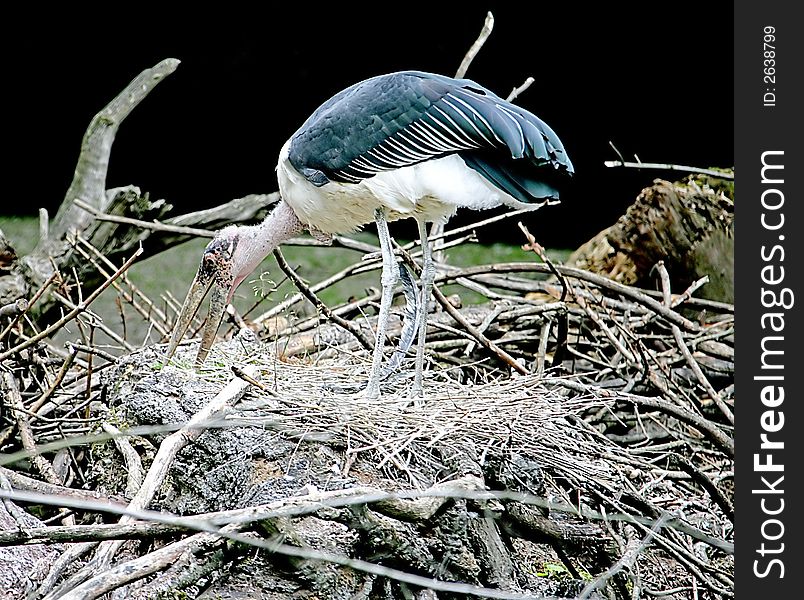 Marabou looking after its nest. Marabou looking after its nest