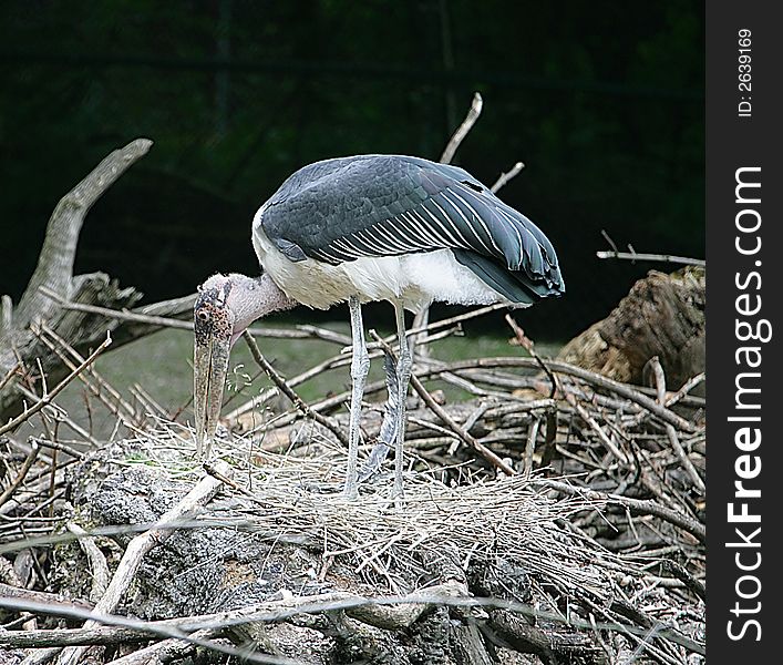 Marabou looking after its nest. Marabou looking after its nest