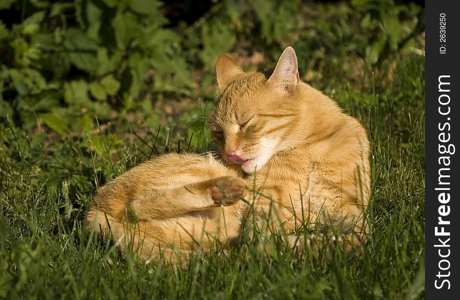 Orange cat lying in the grass cleaning its fur. Orange cat lying in the grass cleaning its fur
