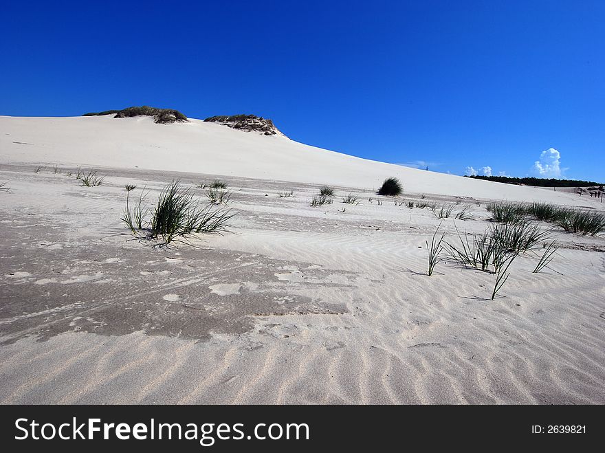 lonely green grass growing on the sand dunes on the desert with blue sky background. lonely green grass growing on the sand dunes on the desert with blue sky background