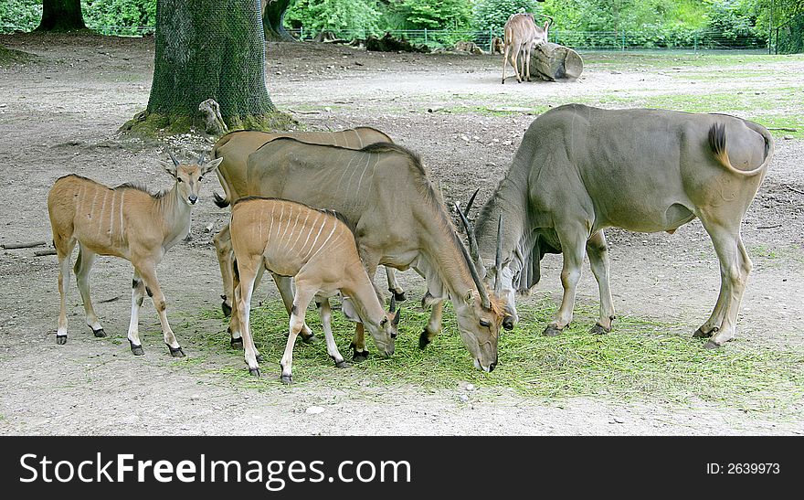 View of nyala antelopes at pasture. View of nyala antelopes at pasture