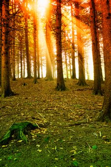 Sunbeam Into The Natural Park Stock Photo Sunbeam Into The Natural Park Stock Photo