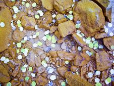 Sprinkle Of Aspen Leaves Stock Image Sprinkle Of Aspen Leaves Stock Image