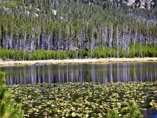 Reflections On Lily Pond In Yellowstone Stock Photography Reflections On Lily Pond In Yellowstone Stock Photography