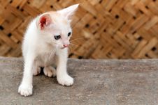 Beautiful White Colored Young Kitten Staring Stock Images Beautiful White Colored Young Kitten Staring Stock Images