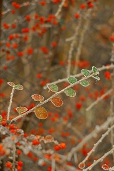 Twig With Small Frozen Leaves Stock Photo