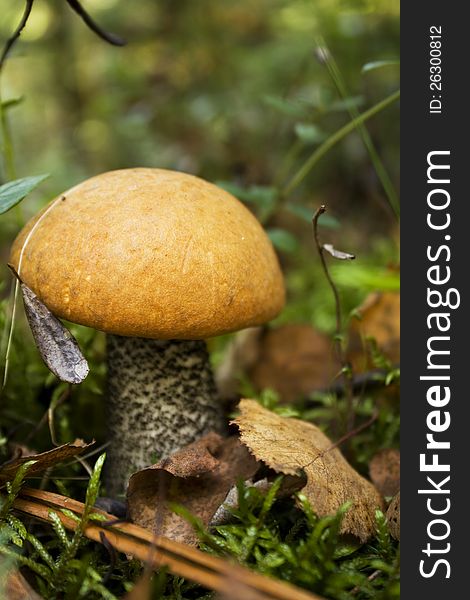 Forest mushroom in moss which rostet